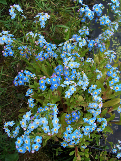 Water Forget - Me - Not